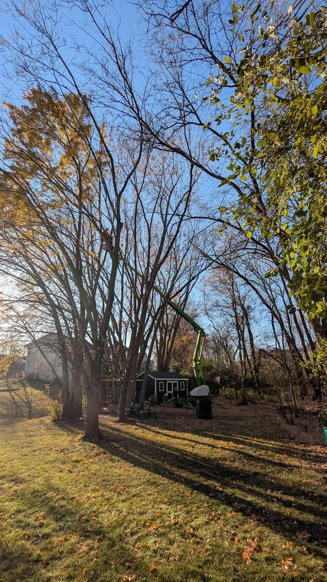 River City Tree Service LLC — customer photo 9