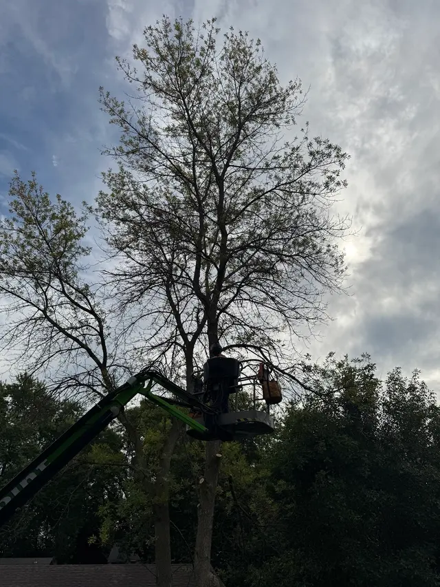 River City Tree Service LLC — customer photo 2