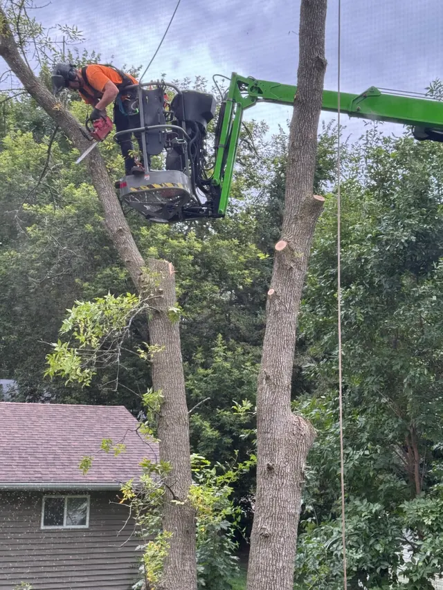 River City Tree Service LLC — customer photo 4