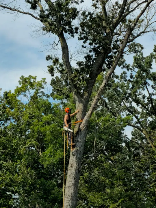 Victory Tree Service, LLC — photo from the business 1
