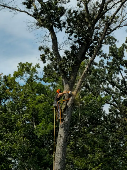 Victory Tree Service, LLC — photo from the business 4