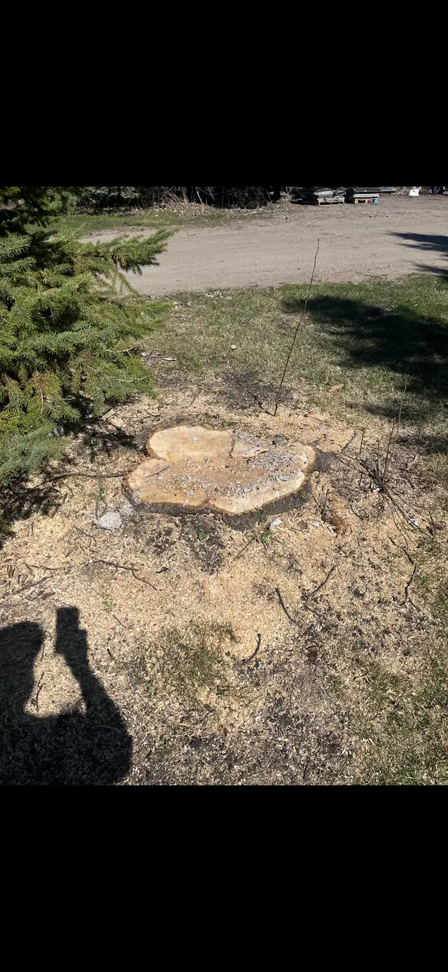 Northstar Stump Grinding — photo from the business 10