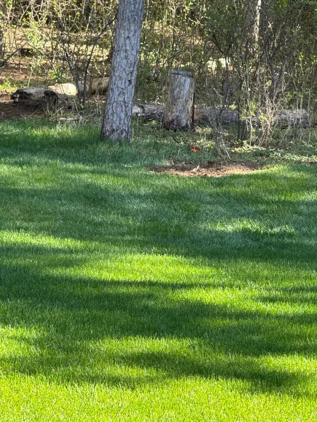 Northstar Stump Grinding — customer photo 6