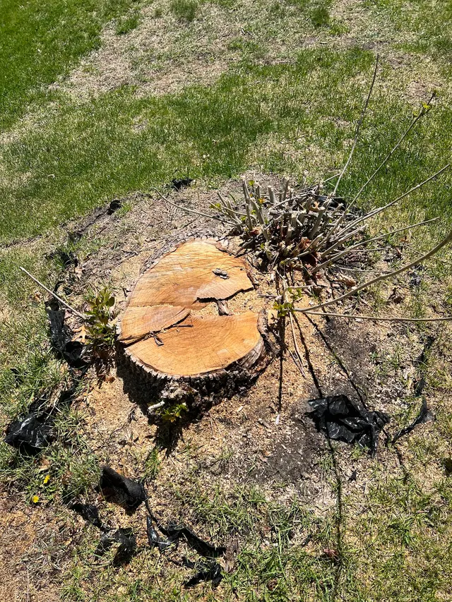 Northstar Stump Grinding — customer photo 5