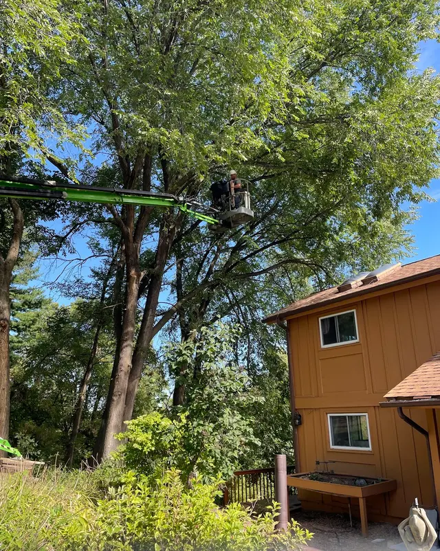Customer photo of work by Tripp's Tree Service LLC, from Anne Z's review