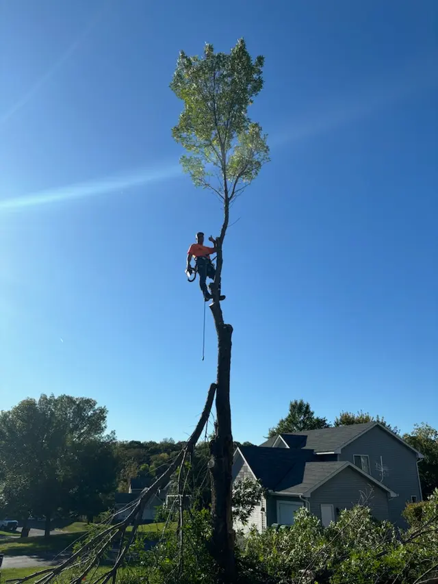 Tripp's Tree Service LLC — photo from the business 5