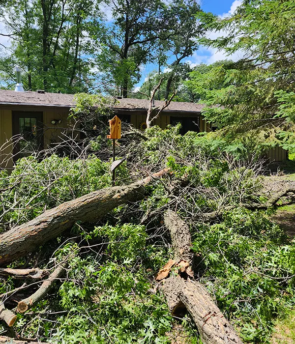 Tripp's Tree Service LLC — photo from the business 6