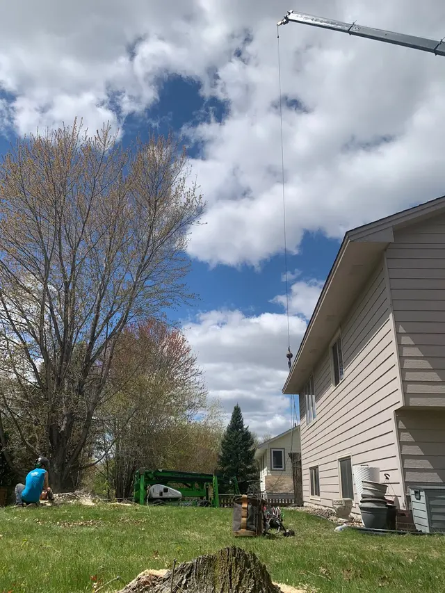 Tree Pro's Tree Service & Landscaping — customer photo 6