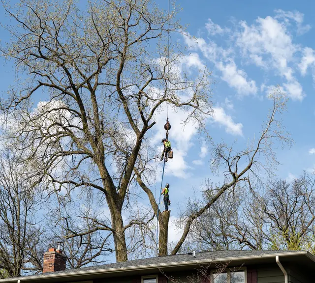 Tree Pro's Tree Service & Landscaping — photo from the business 4