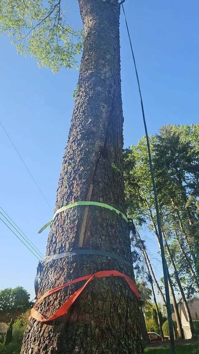 Tree Pro's Tree Service & Landscaping — photo from the business 12