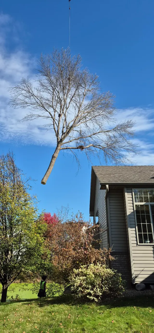 Tree Pro's Tree Service & Landscaping — customer photo 5