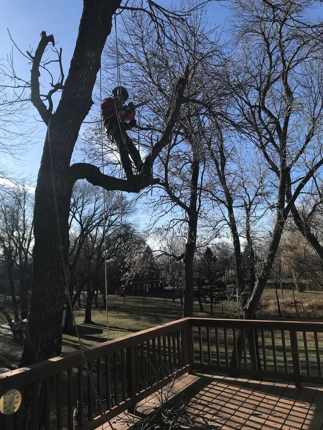 Eggert's Tree Service — customer photo 4