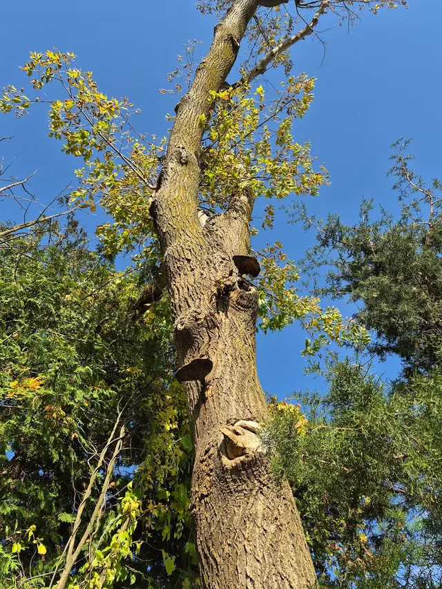 Eggert's Tree Service — photo from the business 2