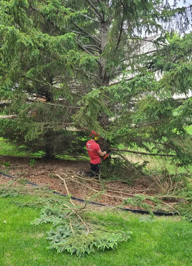 Eggert's Tree Service — customer photo 8