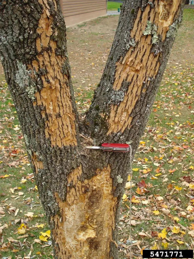 Eggert's Tree Service — photo from the business 9