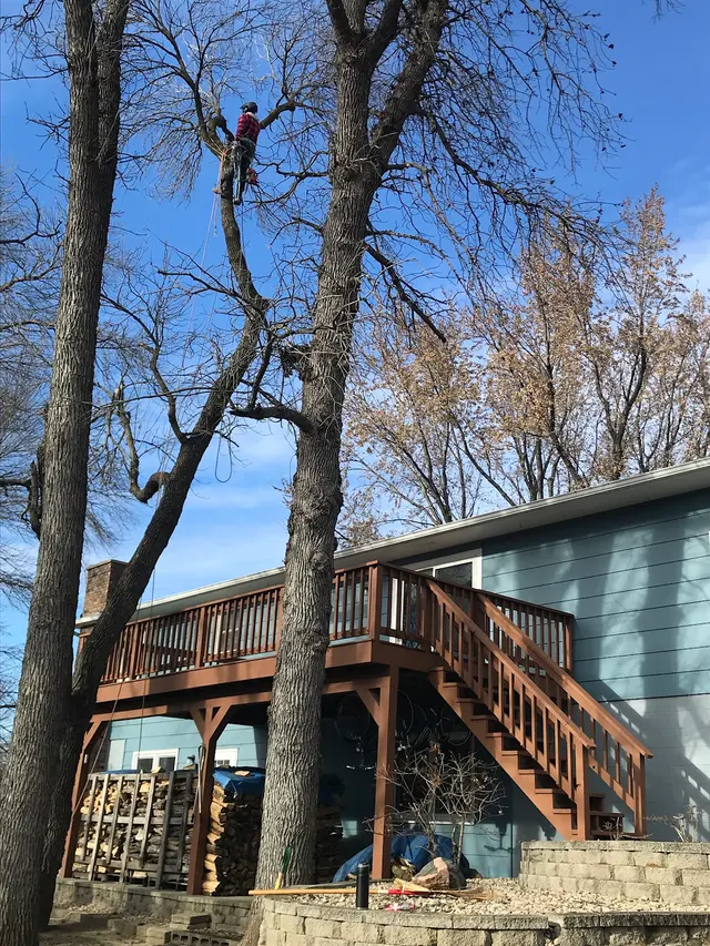 Eggert's Tree Service — customer photo 7