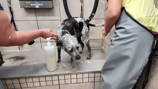 Pet Supplies Plus Buda — customer photo 8