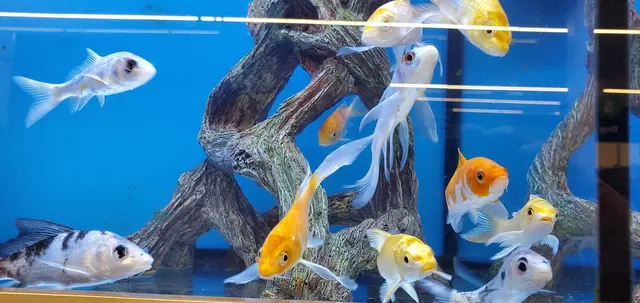 Pet Supplies Plus Buda — customer photo 10