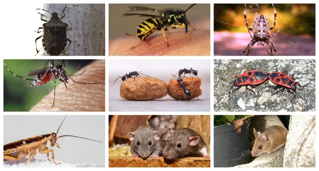 Ampest Exterminating & Wildlife Control — photo from the business 5