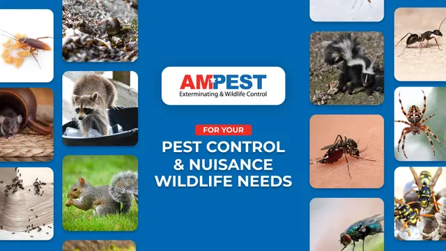 Ampest Exterminating & Wildlife Control — photo from the business 7