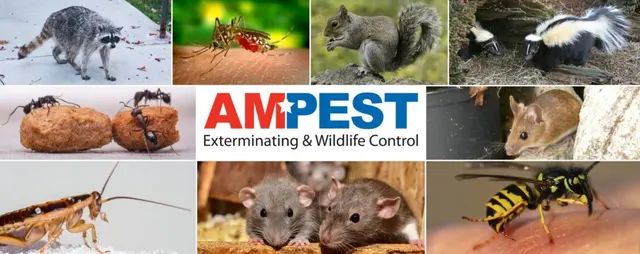 Ampest Exterminating & Wildlife Control — photo from the business 3