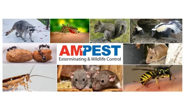 Ampest Exterminating & Wildlife Control — photo from the business 4