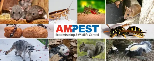 Ampest Exterminating & Wildlife Control — photo from the business 6