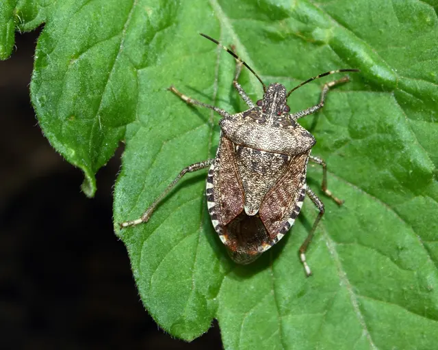 OPC Pest Services – Pest Control & Exterminator, Wheeling, IL — photo from the business 7