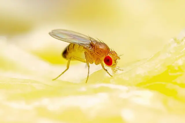 OPC Pest Services – Pest Control & Exterminator, Wheeling, IL — photo from the business 3