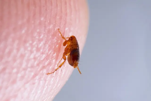 OPC Pest Services – Pest Control & Exterminator, Wheeling, IL — photo from the business 4