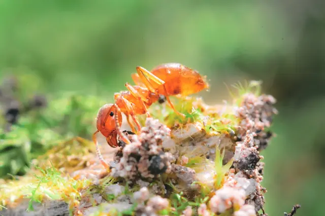 OPC Pest Services – Pest Control & Exterminator, Wheeling, IL — photo from the business 8