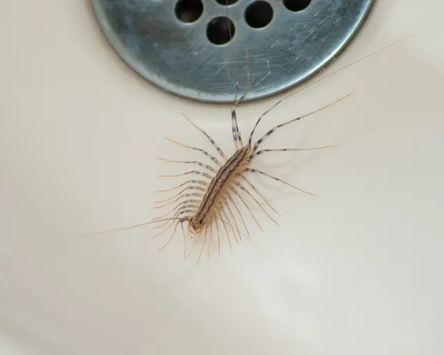 OPC Pest Services – Pest Control & Exterminator, Wheeling, IL — photo from the business 12