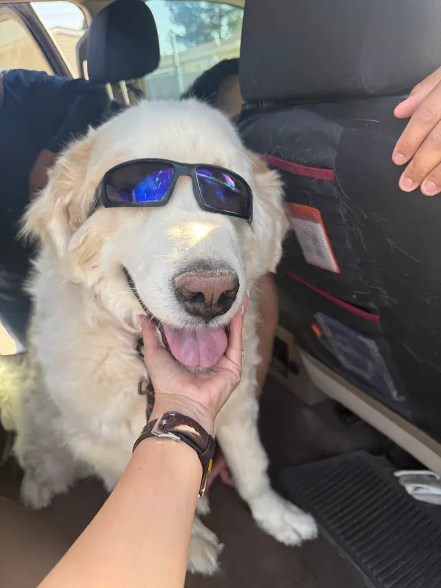Canutillo Veterinary Hospital, PLLC — customer photo 10