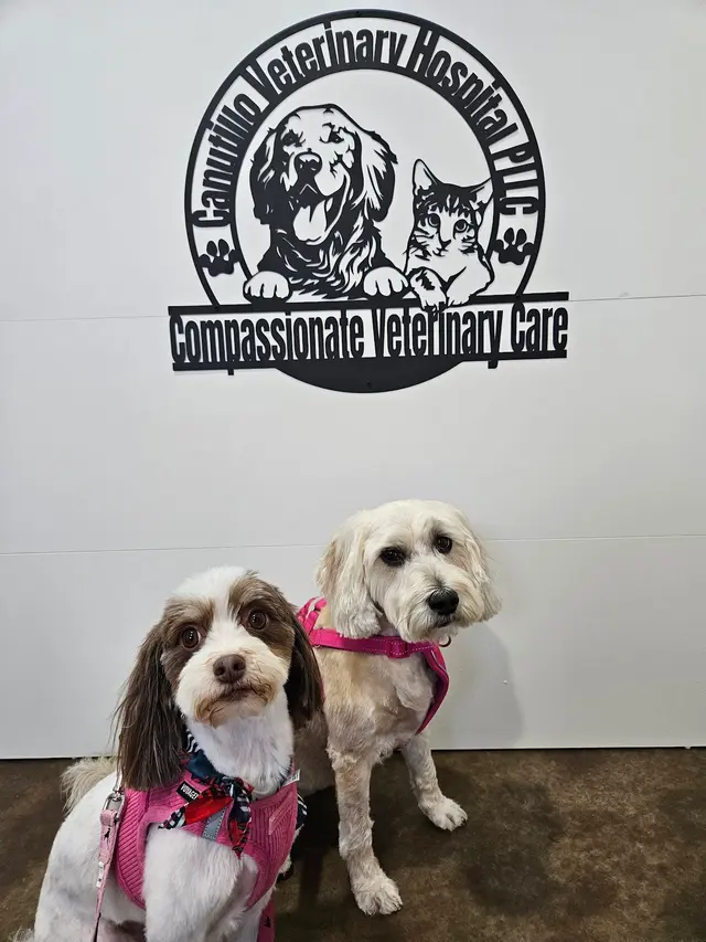 Canutillo Veterinary Hospital, PLLC — customer photo 7