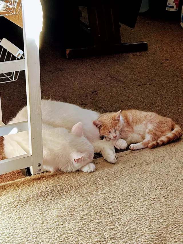Canutillo Veterinary Hospital, PLLC — customer photo 6
