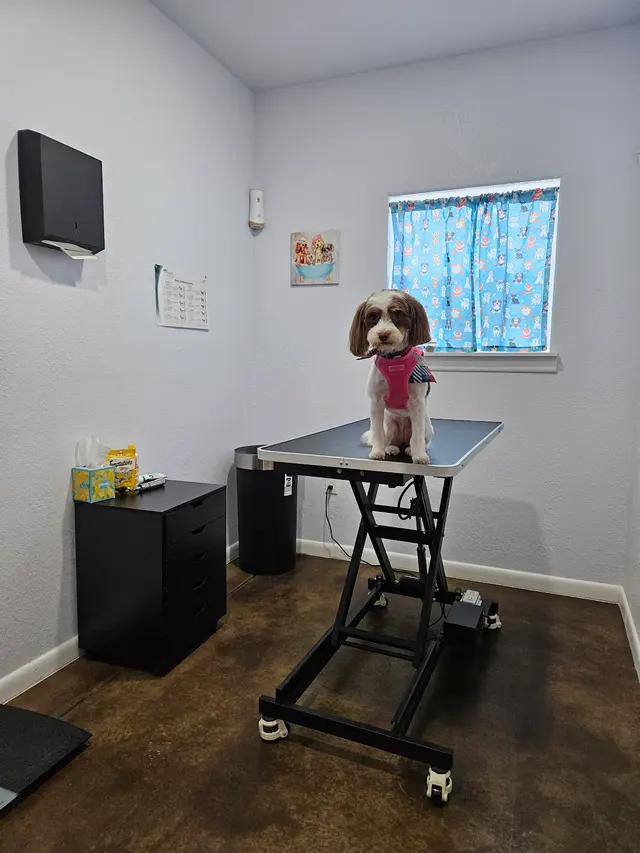Canutillo Veterinary Hospital, PLLC — customer photo 4