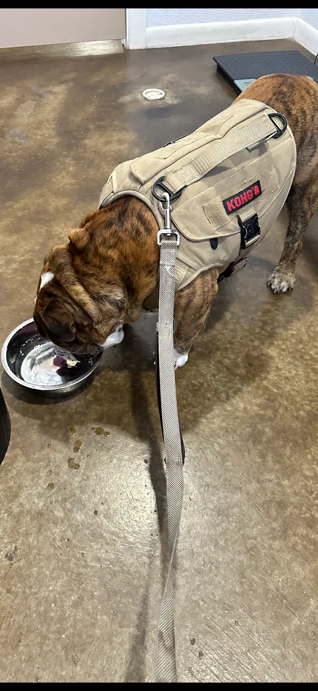 Canutillo Veterinary Hospital, PLLC — customer photo 8