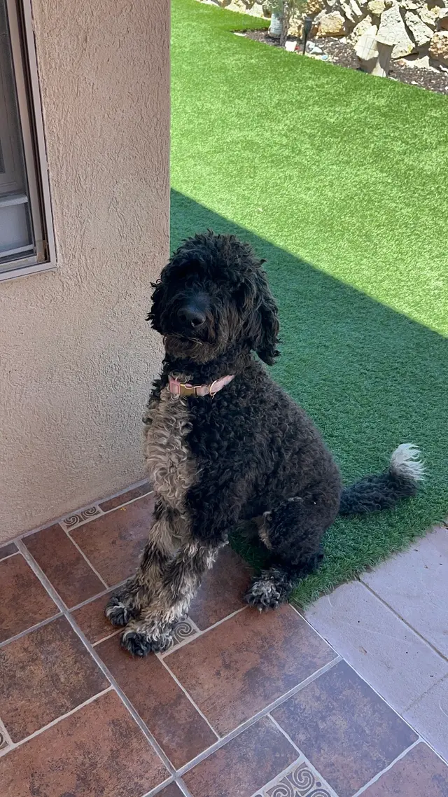 Canutillo Veterinary Hospital, PLLC — customer photo 1