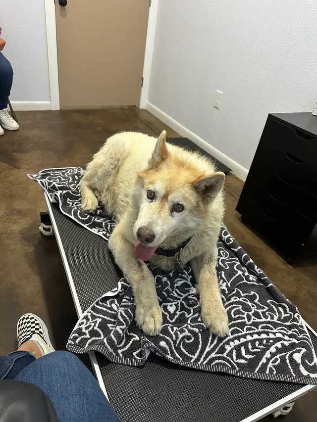 Canutillo Veterinary Hospital, PLLC — customer photo 2
