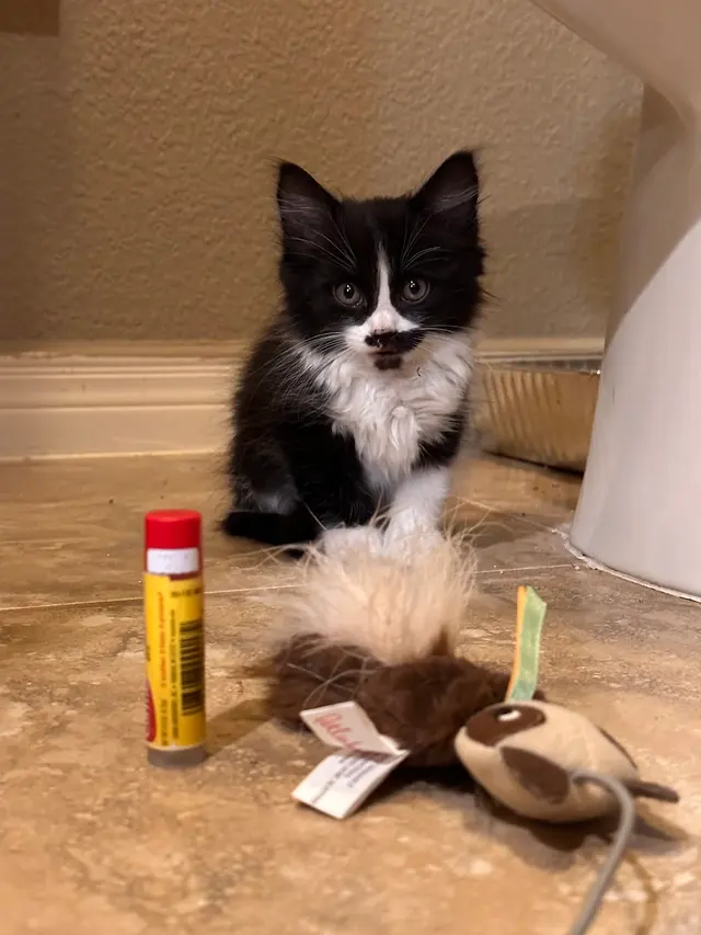 West Texas Cimarron Canyon Veterinary Clinic — customer photo 9