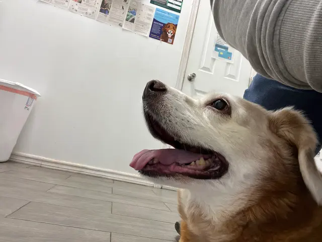 West Texas Cimarron Canyon Veterinary Clinic — customer photo 10