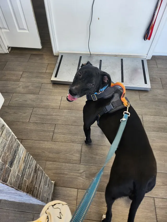 West Texas Cimarron Canyon Veterinary Clinic — customer photo 7