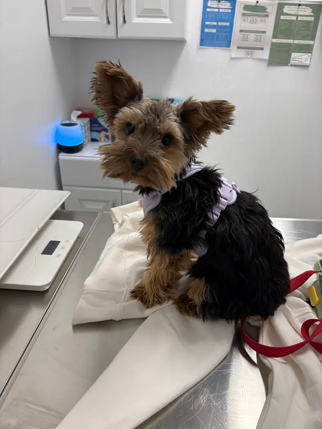 West Texas Cimarron Canyon Veterinary Clinic — customer photo 5