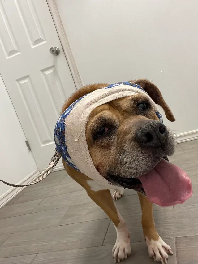 West Texas Cimarron Canyon Veterinary Clinic — customer photo 1
