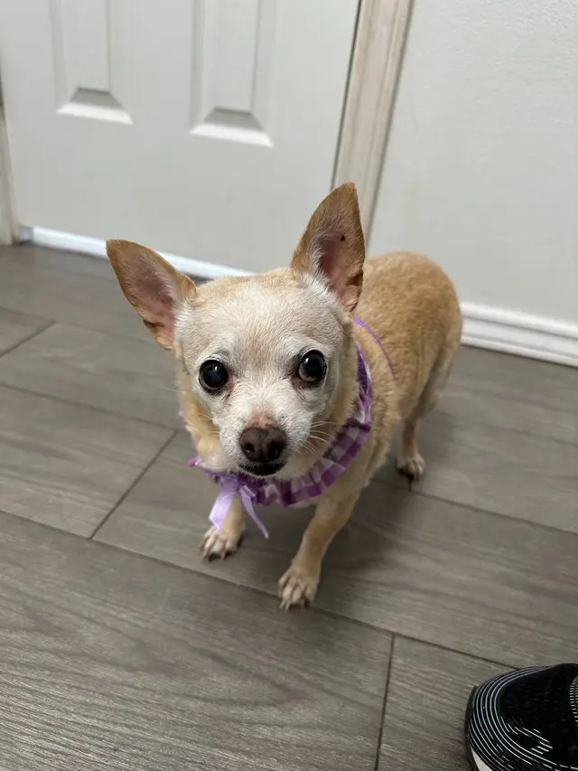 West Texas Cimarron Canyon Veterinary Clinic — customer photo 4