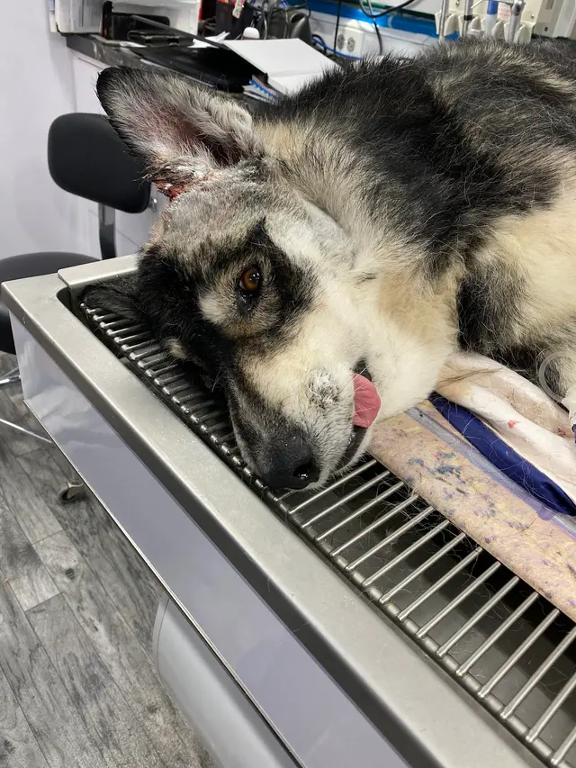 Cimarron Canyon Mobile Veterinary Clinic — customer photo 2