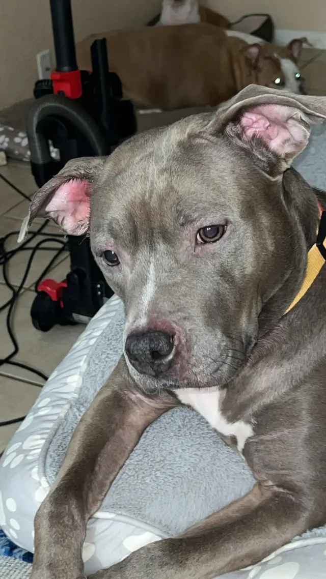 Cimarron Canyon Mobile Veterinary Clinic — customer photo 9