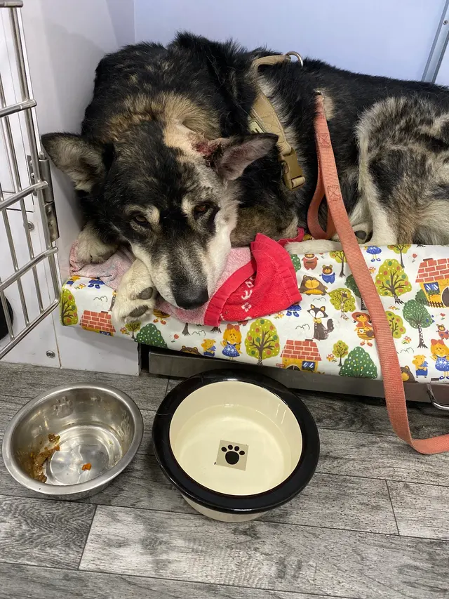 Cimarron Canyon Mobile Veterinary Clinic — customer photo 4