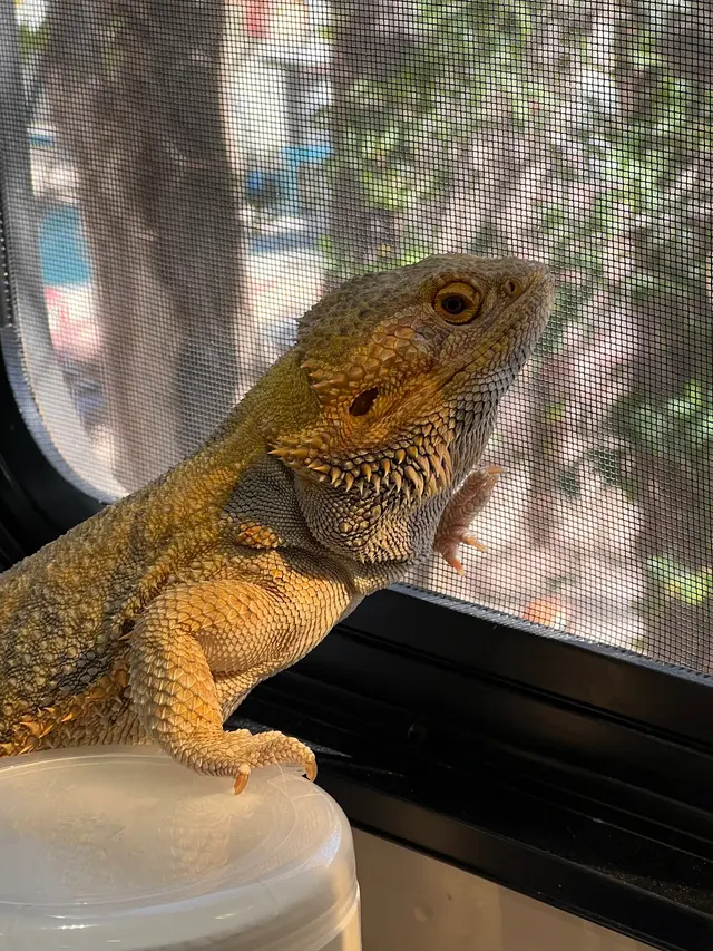 Cimarron Canyon Mobile Veterinary Clinic — customer photo 11