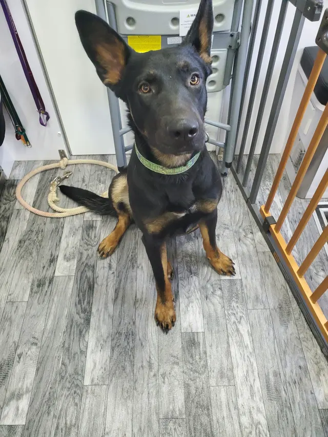 Cimarron Canyon Mobile Veterinary Clinic — customer photo 6